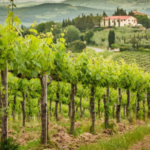 A-day-trip-from-Rome-to-Frascati-Wineries-with-Tasting-&-Lunch