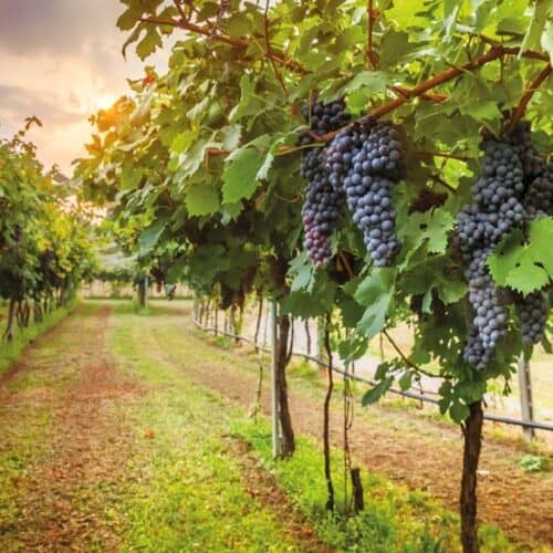 From Florence: Chianti Half-Day Afternoon Tour