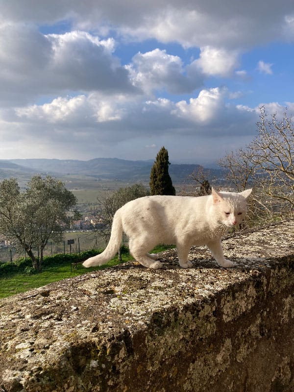 dat trip to rome to orvieto italy