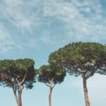 What to do in Rome during August: the Essential Guide