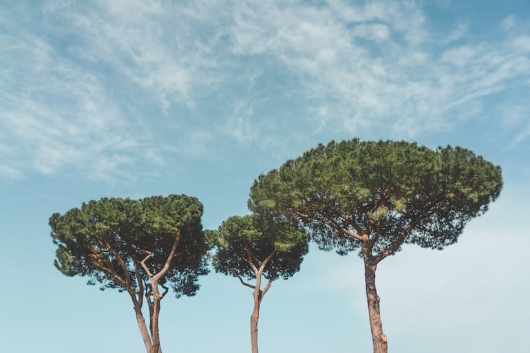 What to do in Rome during August: the Essential Guide