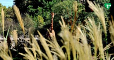 Visita il bioparco: lo zoo di Roma a Villa Borghese