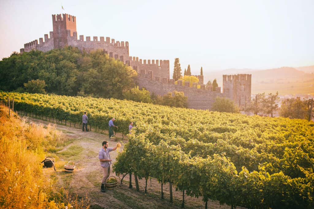 Soave vineyards GIAHS