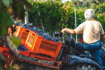 Best Italian wine varieties and producers
