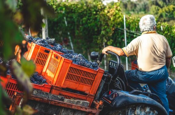 Best Italian wine varieties and producers