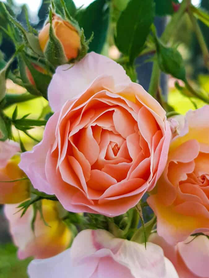 Rome's rose garden