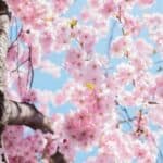 hanami 2021 orto botanico roma