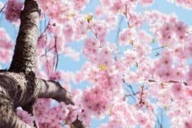 hanami 2021 botanical garden rome
