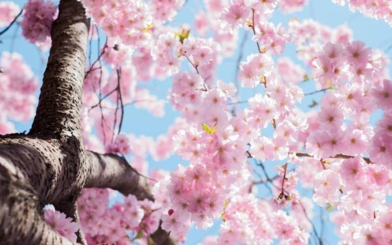 hanami 2021 botanical garden rome