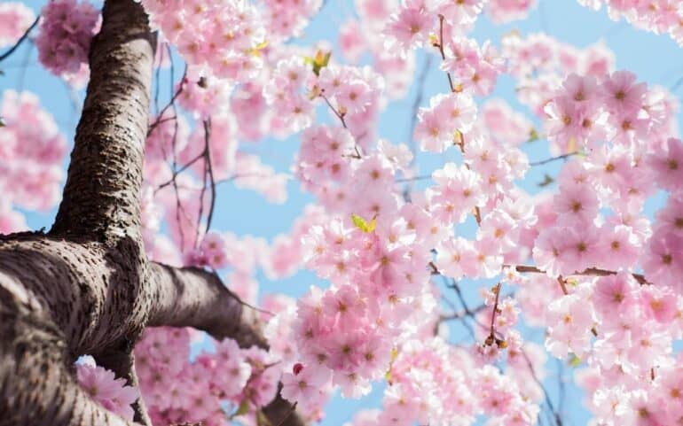 hanami 2021 botanical garden rome