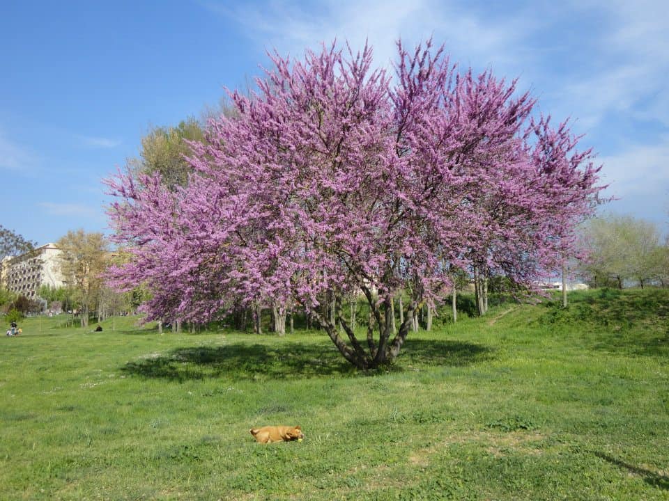 parco delle valli