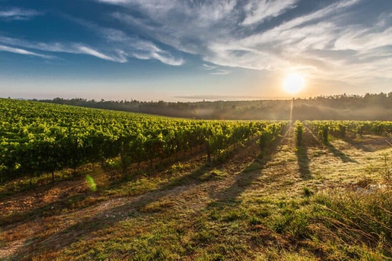 migliori cantine italiane