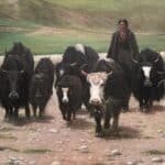 Han Yuchen - Tibet, splendore e purezza
