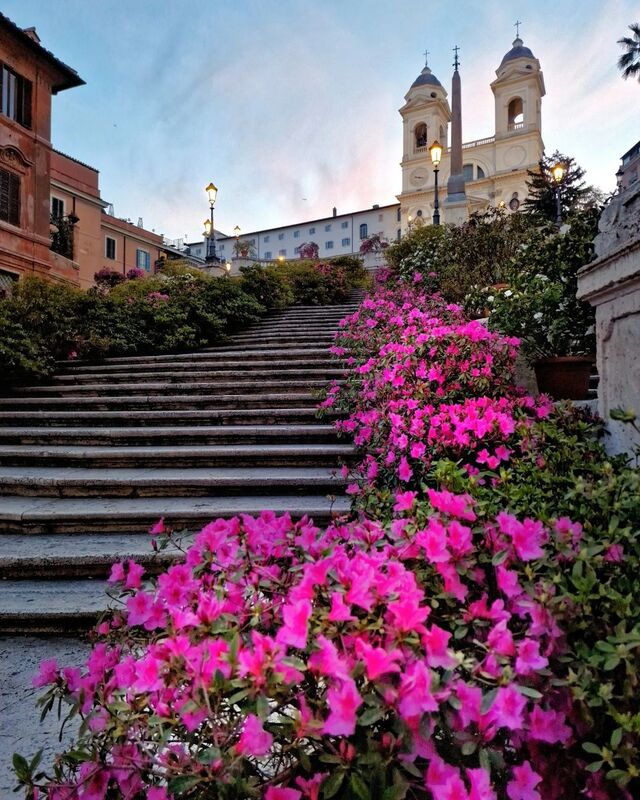 The Azaleas are back on the Spanish Steps