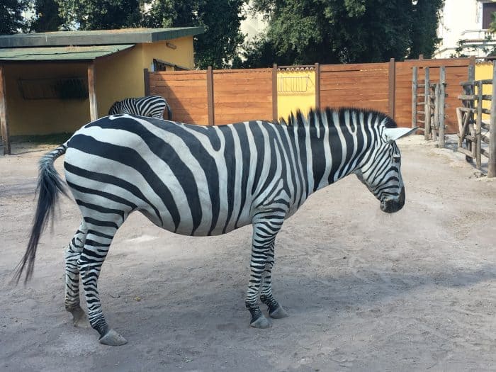 Rome's Zoo. Bio Parco in Rome.