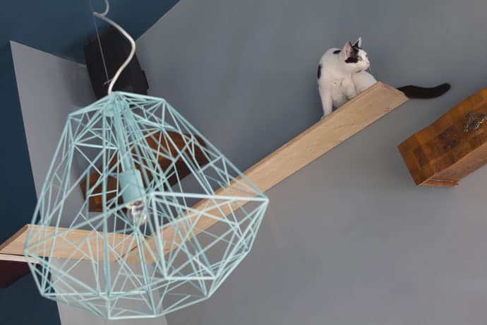 Romeow: Rome’s First Cat Café
