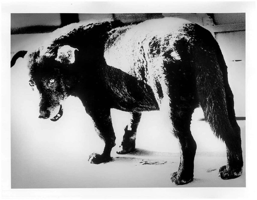 MAXXI Museum Rome: Moriyaka and Tomatsu “Tokyo Revisited” temporary exhibit portrays raw intricacies of urban life